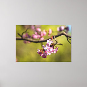 Verse Sakurabloemen tegen een groene achtergrond Canvas Afdruk