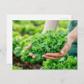 Verse sla met levendige greens feestdagenkaart (Voorkant / Achterkant)