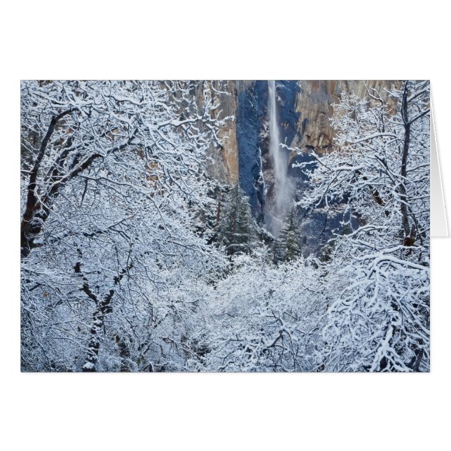 Verse sneeuwval in de bomen onder Bridalveil (Voorkant Horizontaal)