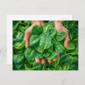 Verse Spinazie Oogst in Handen Feestdagenkaart (Voorkant / Achterkant)