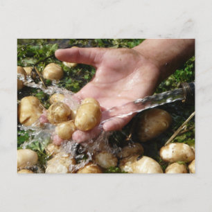 Verse tuinaardappelen gewassen briefkaart