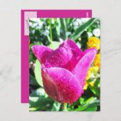 Verse tulpen - Briefkaart (Voorkant / Achterkant)