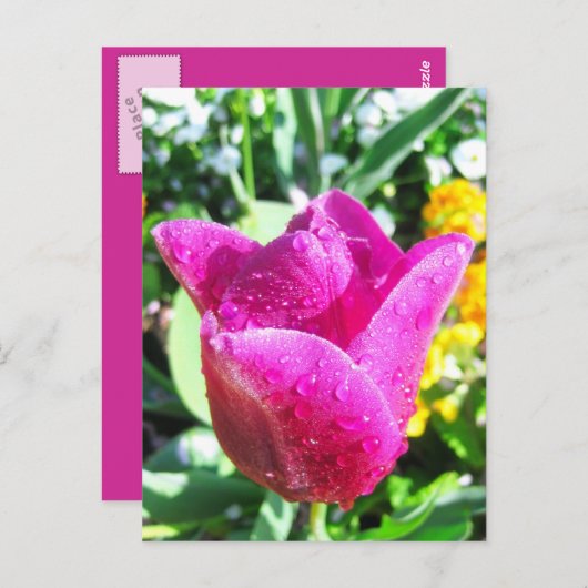 Verse tulpen - Briefkaart (Voorkant / Achterkant)