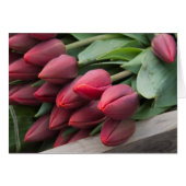 Verse veertulpen (Voorkant Horizontaal)