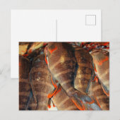 Verse vis briefkaart (Voorkant / Achterkant)