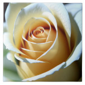 Verse witte roos tegeltje (Voorkant)