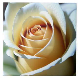 Verse witte roos tegeltje