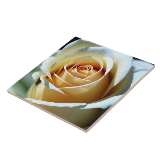 Verse witte roos tegeltje (Zijkant)