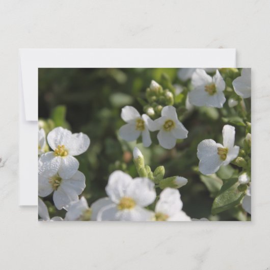 verse witte tuinbloemen repetitief diner kaart (Achterkant)