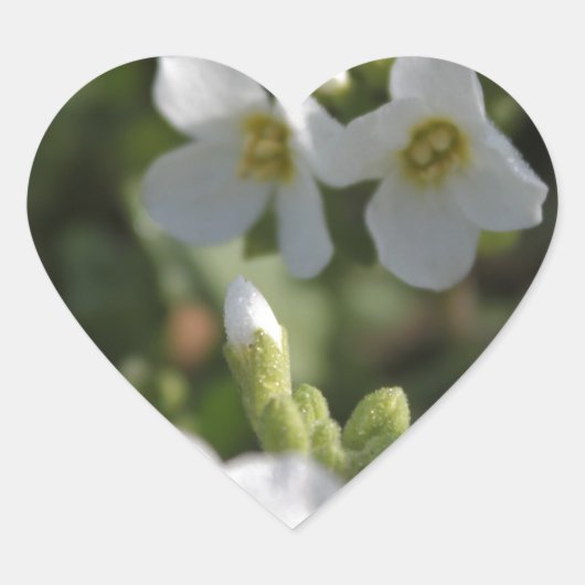 Verse witte zomertuinbloemen en groene bladeren hart sticker (Voorkant)