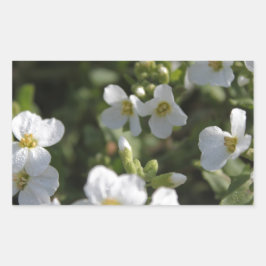 Verse witte zomertuinbloemen en groene bladeren rechthoekige sticker