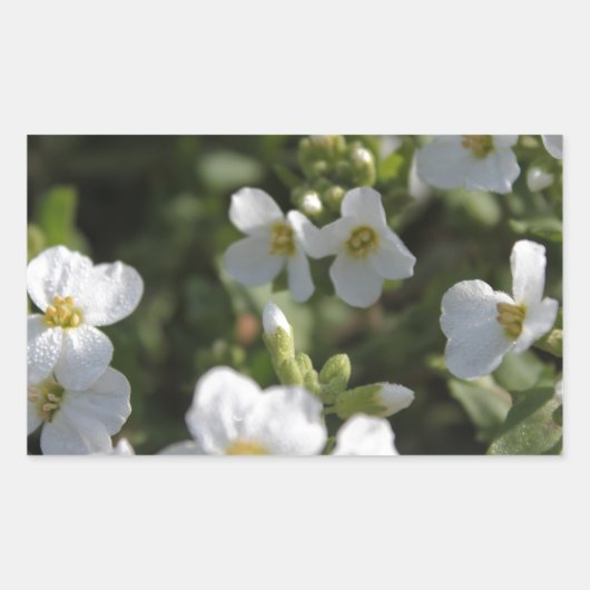 Verse witte zomertuinbloemen en groene bladeren rechthoekige sticker (Voorkant)
