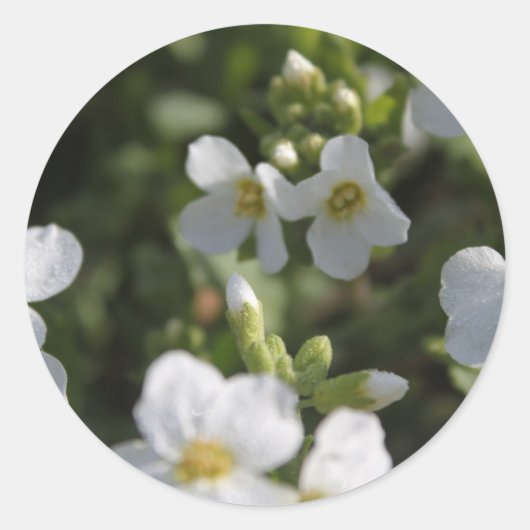 Verse witte zomertuinbloemen en groene bladeren ronde sticker (Voorkant)