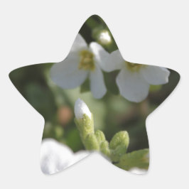 Verse witte zomertuinbloemen en groene bladeren ster sticker