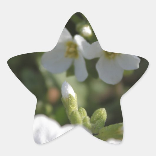 Verse witte zomertuinbloemen en groene bladeren ster sticker (Voorkant)