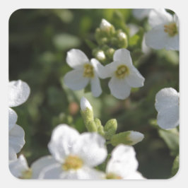 Verse witte zomertuinbloemen en groene bladeren vierkante sticker