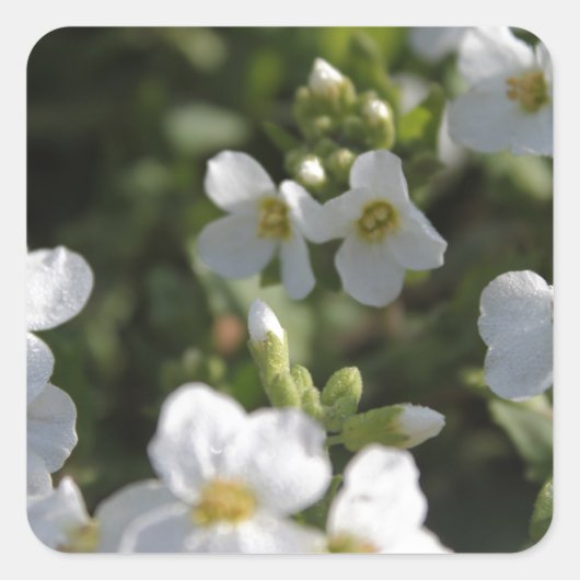Verse witte zomertuinbloemen en groene bladeren vierkante sticker (Voorkant)