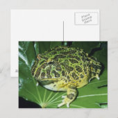 Versierd Gehoornde Kikker, (ornata Ceratophrys), Briefkaart (Voorkant / Achterkant)