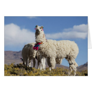 Versierde lama kudde in de Puna, Andesgebergte