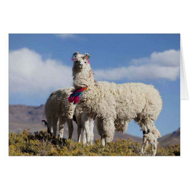 Versierde lama kudde in de Puna, Andesgebergte (Voorkant Horizontaal)