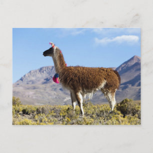 Versierde lama kudde in de Puna, Andesgebergte 2 Briefkaart