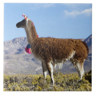 Versierde lama kudde in de Puna, Andesgebergte 2 Tegeltje