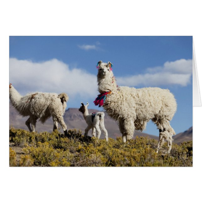 Versierde lama kudde in de Puna, Andesgebergte 3 (Voorkant Horizontaal)