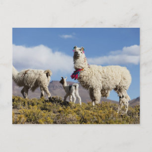 Versierde lama kudde in de Puna, Andesgebergte 3 Briefkaart