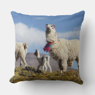 Versierde lama kudde in de Puna, Andesgebergte 3 Kussen
