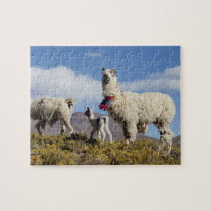 Versierde lama kudde in de Puna, Andesgebergte 3 Legpuzzel