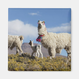 Versierde lama kudde in de Puna, Andesgebergte 3 Magneet