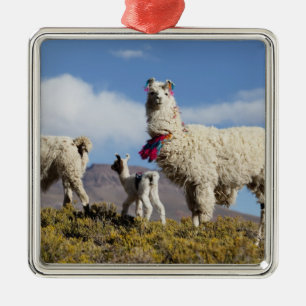 Versierde lama kudde in de Puna, Andesgebergte 3 Metalen Ornament
