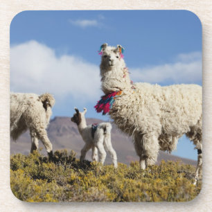 Versierde lama kudde in de Puna, Andesgebergte 3 Onderzetter
