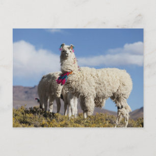 Versierde lama-kudde in de Puna, Andesgebergte Briefkaart