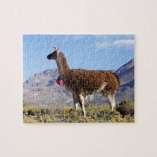 Versierde lamakudde in de Puna, Andesgebergte 2 Legpuzzel (Horizontaal)