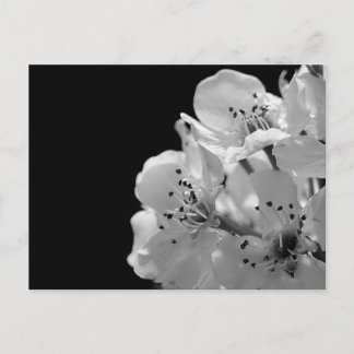 Versiering van peren ... briefkaart