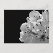 Versiering van peren ... briefkaart (Voorkant)