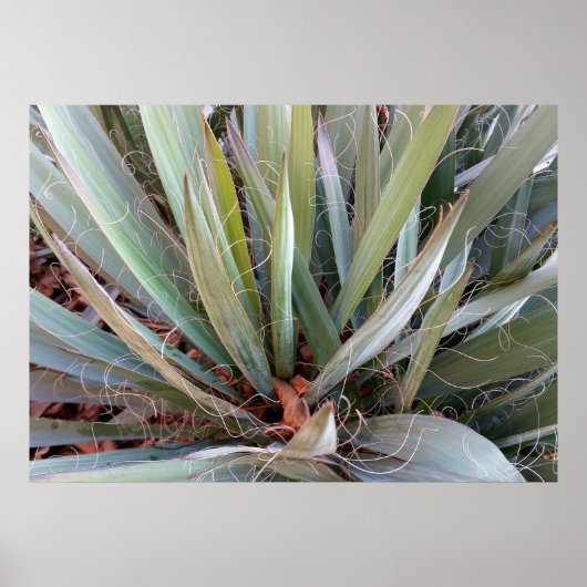 versieringen van natuur poster (Voorkant)