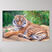 Versoepelde teruglopende tijger poster (Voorkant)