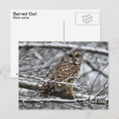 Versperde Uil Briefkaart (Voorkant / Achterkant)