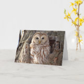 Versperde Uil in de Kaart van het Nest van de Boom (Gele Bloem)