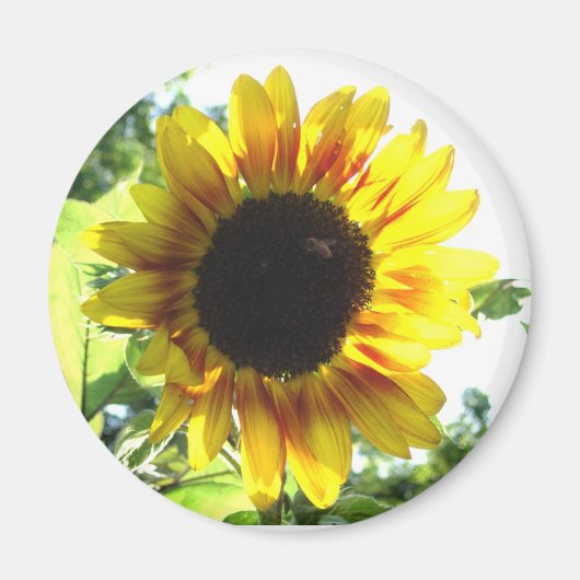 Verspreid een beetje zon!! magneet (Voorkant)