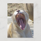 Verspreid het nieuws! briefkaart (Voorkant)