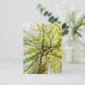 Verspreiding van wilgen in het voorjaar briefkaart (Staand voorkant)