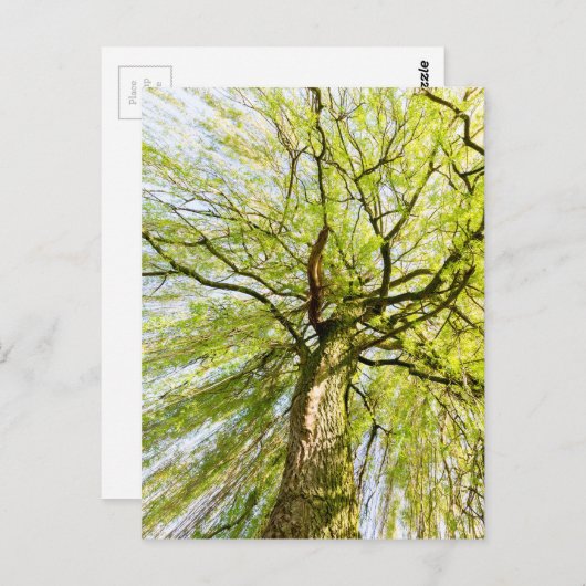 Verspreiding van wilgen in het voorjaar briefkaart (Voorkant / Achterkant)