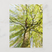 Verspreiding van wilgen in het voorjaar briefkaart (Voorkant)