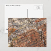 Versteende log Close-up I Briefkaart (Voorkant / Achterkant)