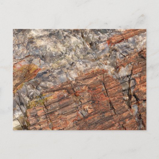 Versteende log Close-up I Briefkaart (Voorkant)