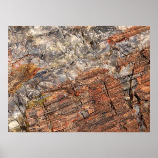 Versteende log Close-up I Poster (Voorkant)