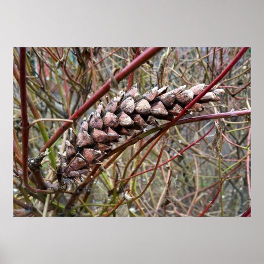 Verstraald fir cone poster (Voorkant)
